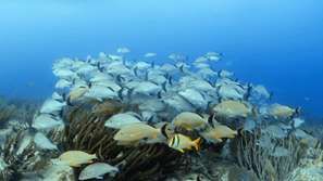 Diving in Playa del Carmen