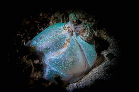 Cozumel Marine Life