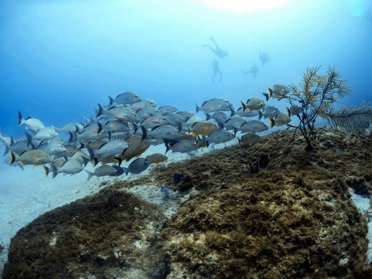 Playa del Carmen Coral Reef