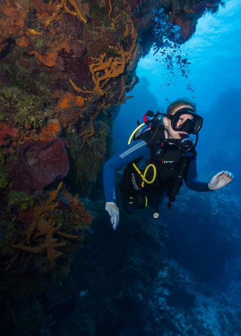 Cozumel reef