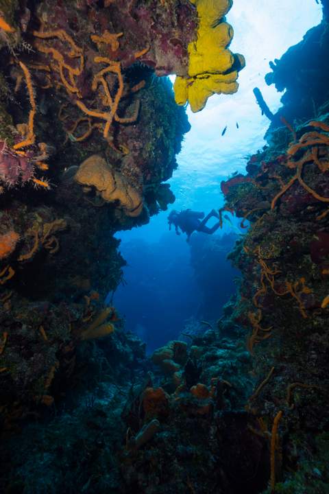 Cozumel drift dive