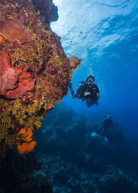 Cozumel reef