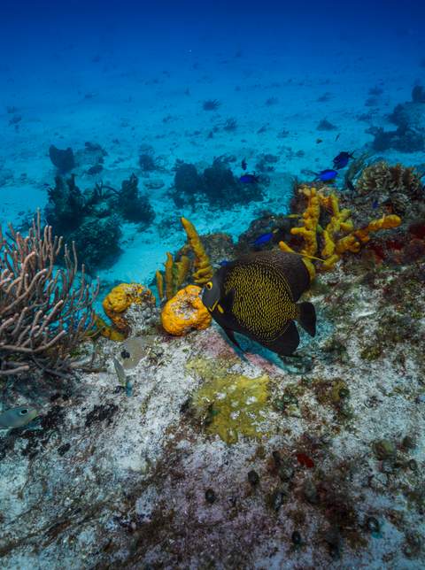 Diving in Cozumel