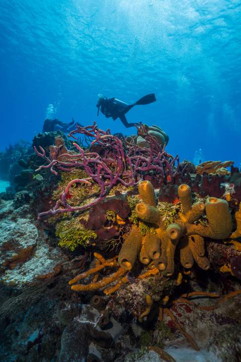 Cozumel Marine Park