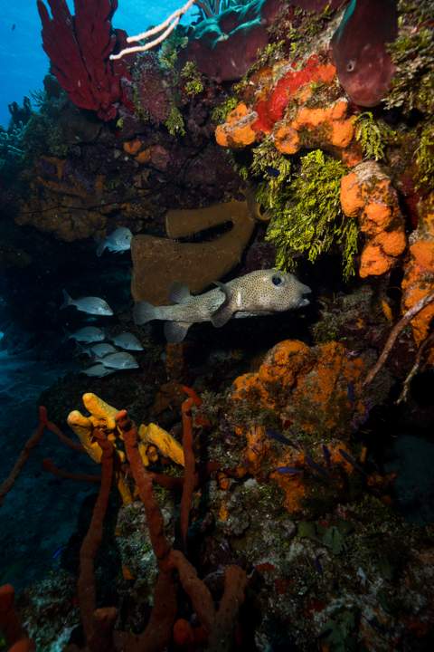 Cozumel marine life