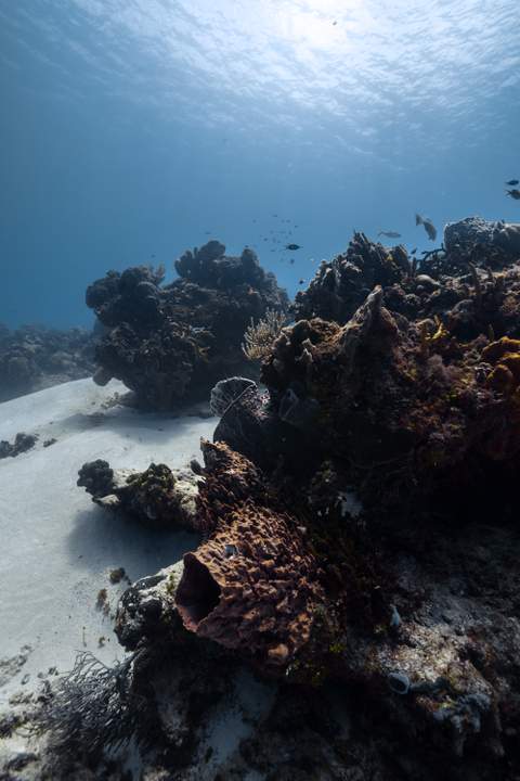 Cozumel diving