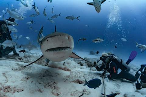 Bull Shark Dive on Nitrox