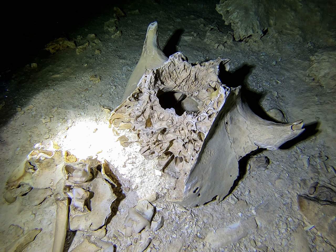 Ice age bones