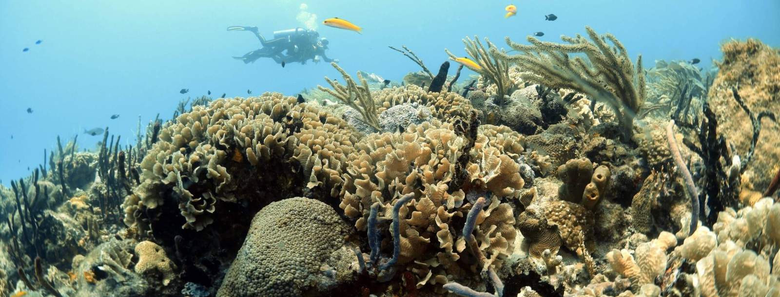 Guía de buceo para principiantes: Tu experiencia en el Discover Scuba Diving