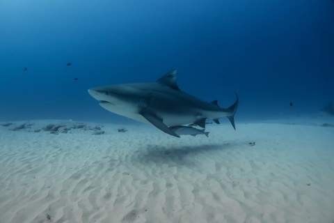 Bull Shark Diveing with Jaguar Divers