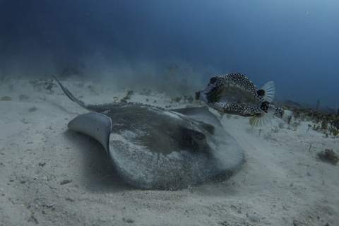 Bull shark diving Playa del Carmen