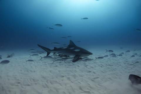 Diving in Playa del Carmen