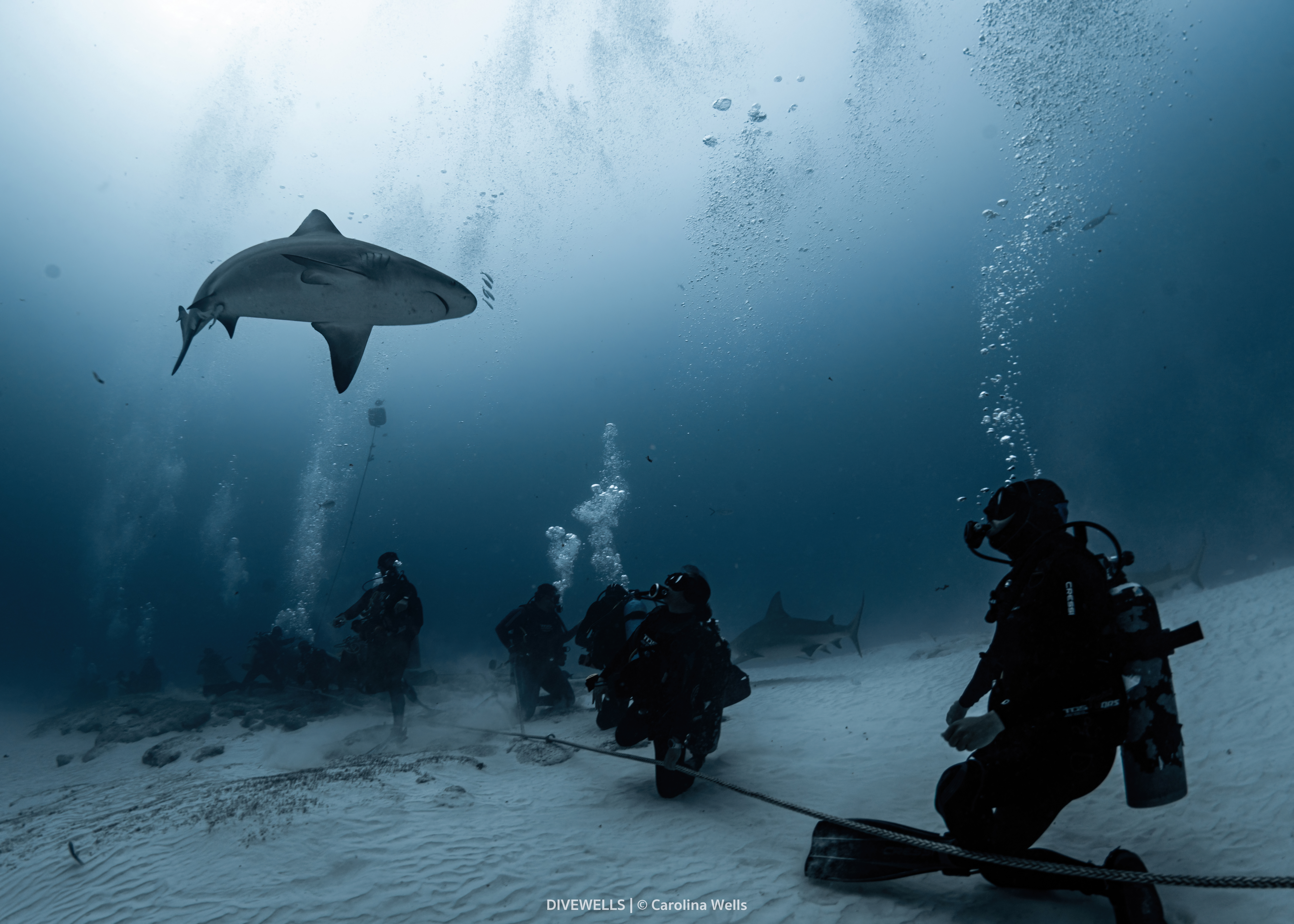 Bull Shark diving Playa del Carmen