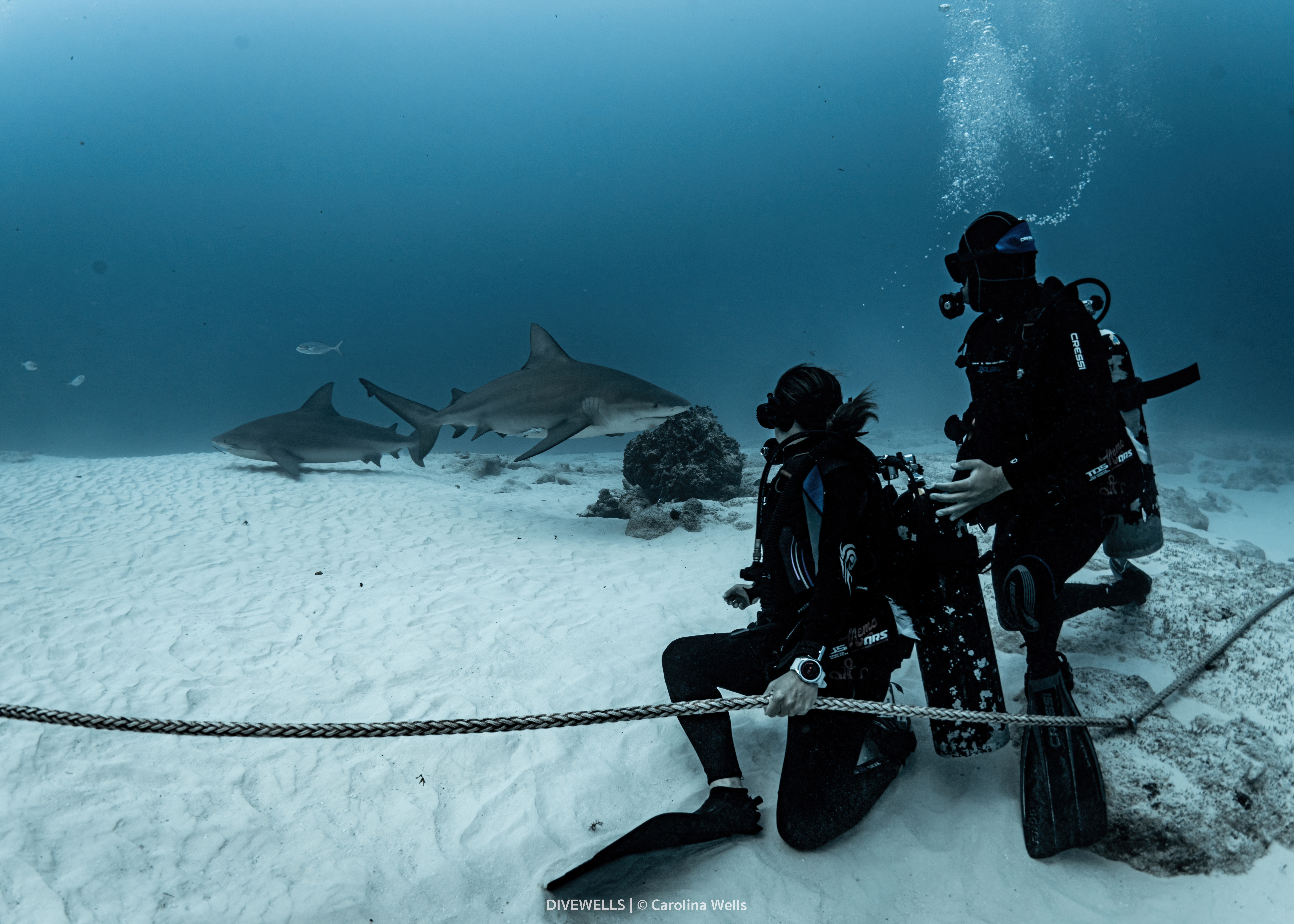 Bull shark diving in Playa del Carmen