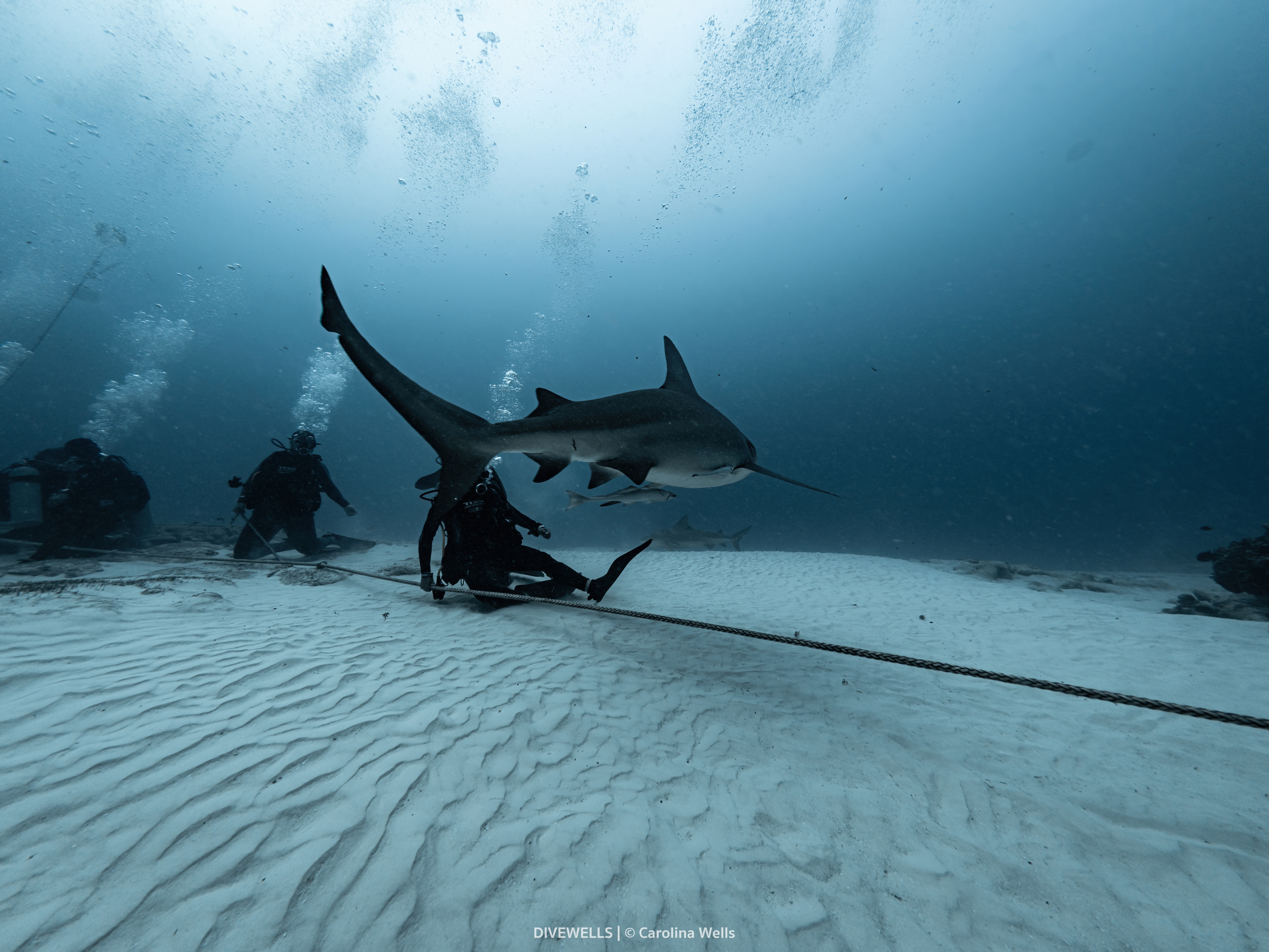 Bull shark diving