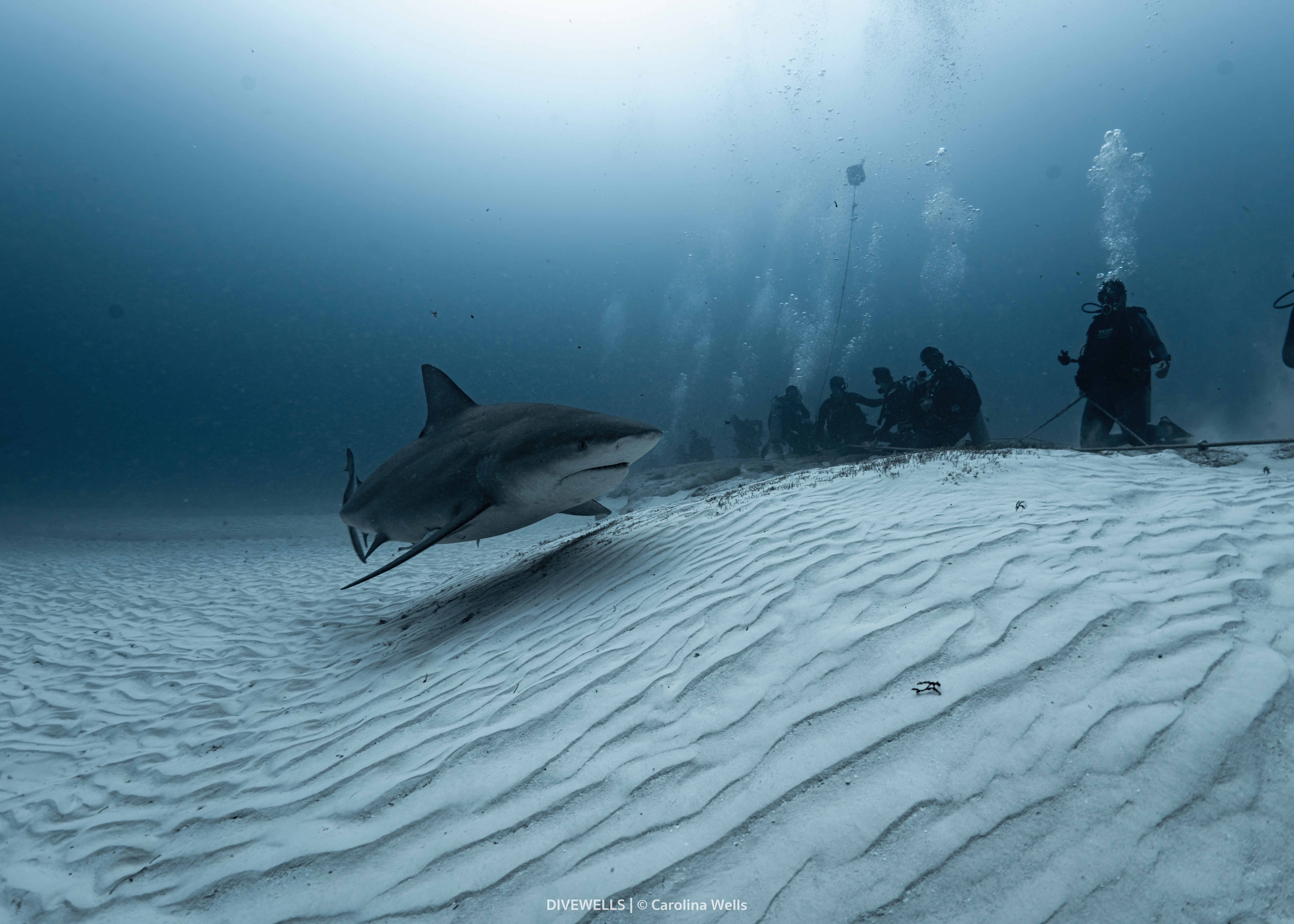 Bull shark diving