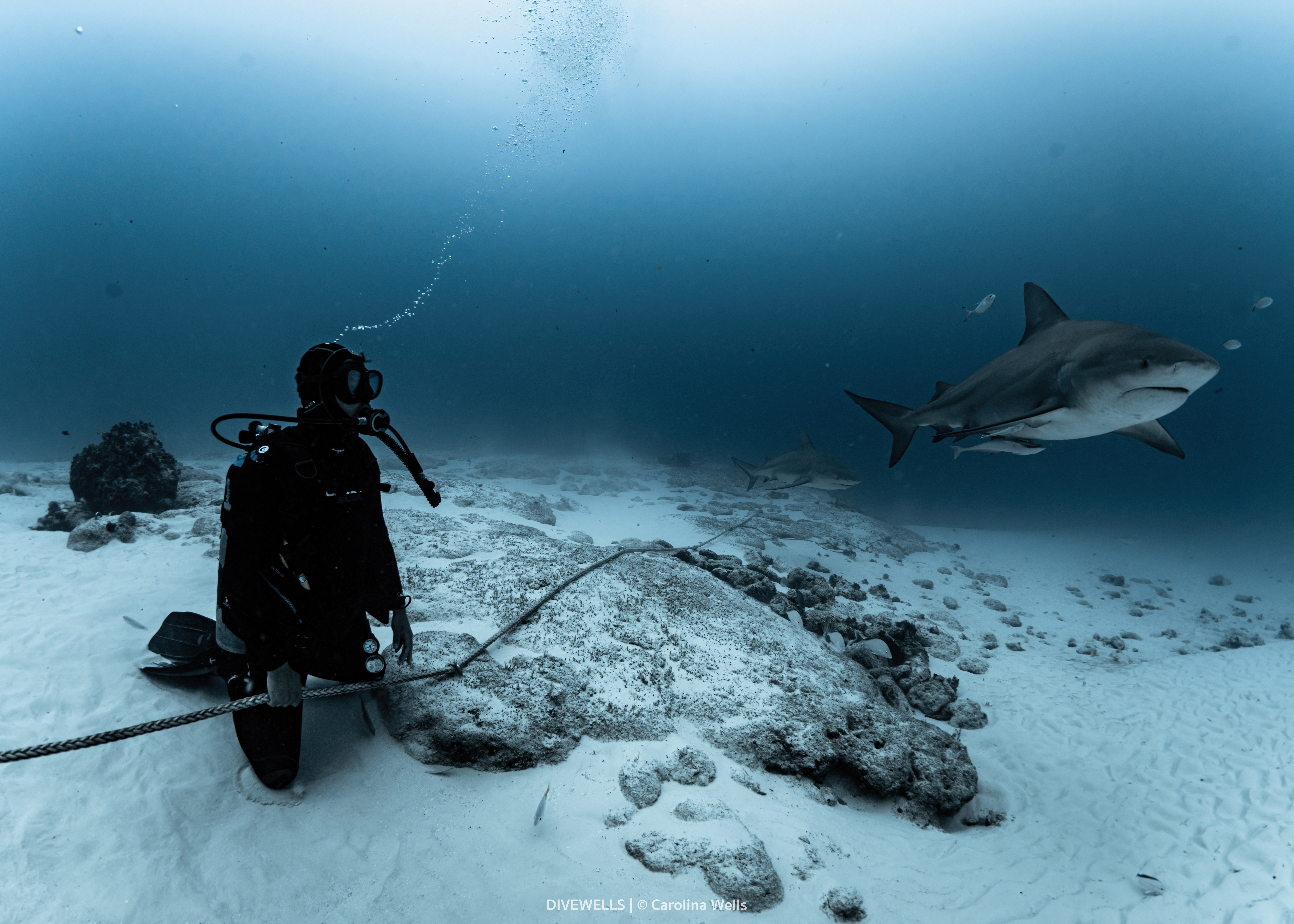 Bull shark diving with Jaguar Divers