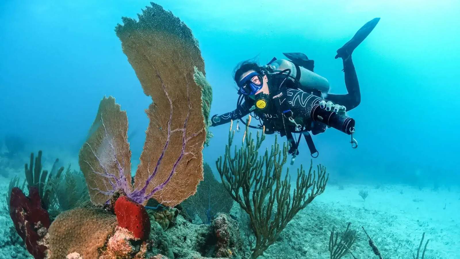 Cómo elegir la certificación de buceo adecuada: Guía comparativa