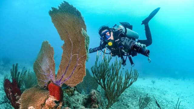 Cómo elegir la certificación de buceo adecuada: Guía comparativa