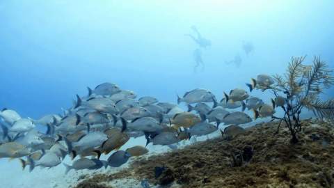 Ocean diving