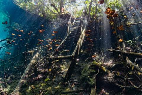 Carwash cenote diving