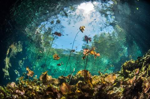 Nicte Ha cenote diving