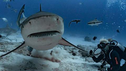 Bull sharks