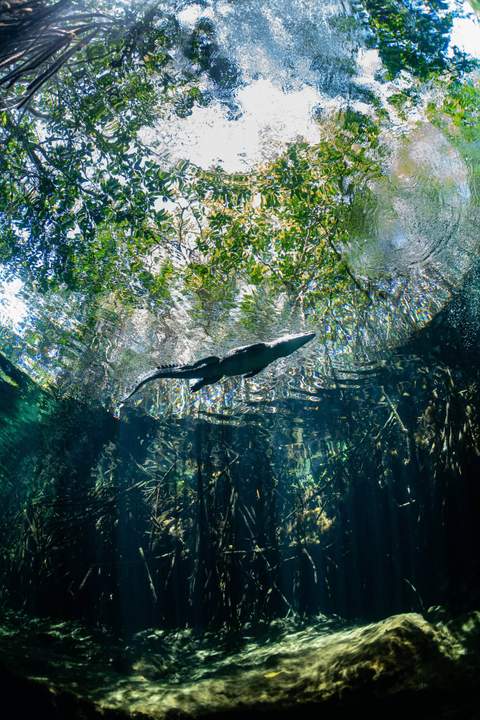 Casa Cenote cenote diving