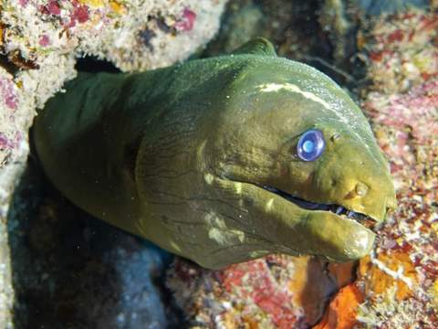 Green moray eel on the reef