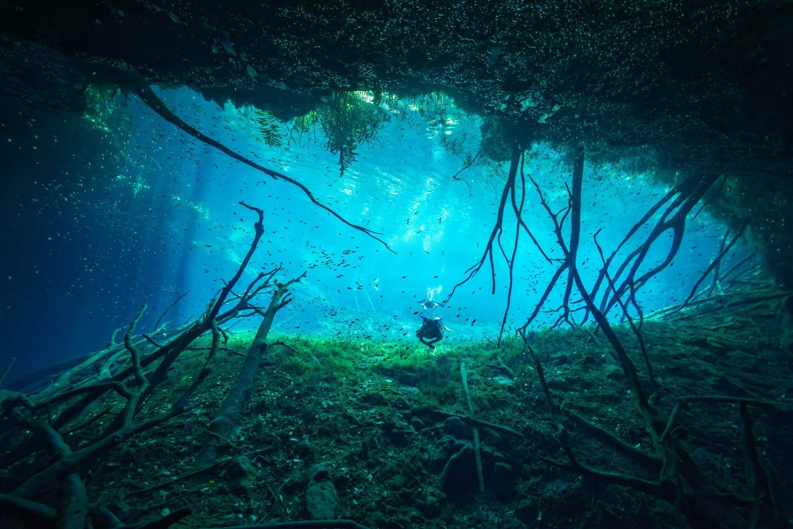 Qué esperar en un día completo de buceo en cenotes desde Playa del Carmen