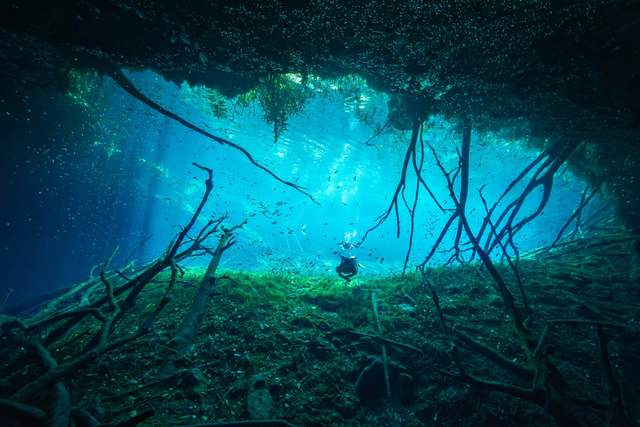 Qué esperar en un día completo de buceo en cenotes desde Playa del Carmen