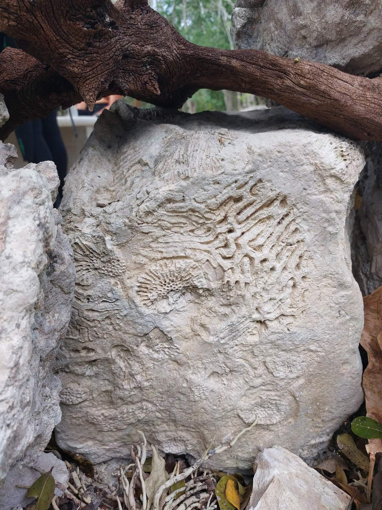 Fossils