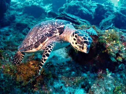 Tortuga marina en Playa del Carmen