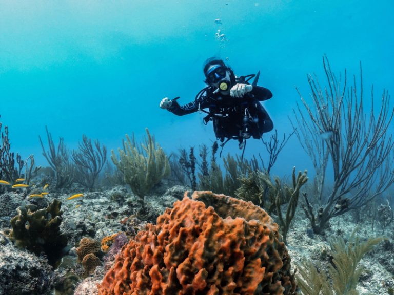 Scuba Diving Near Playa del Carmen (México) Scuba near Tulum